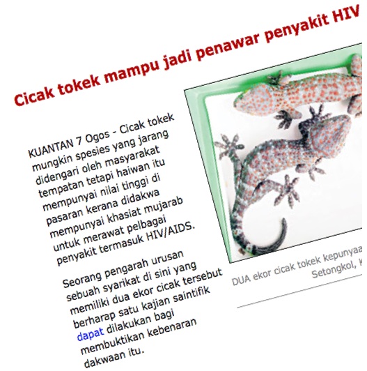 khasiat tokek "khasiat rahsia zat tokek ubati aids,asma,lelah"